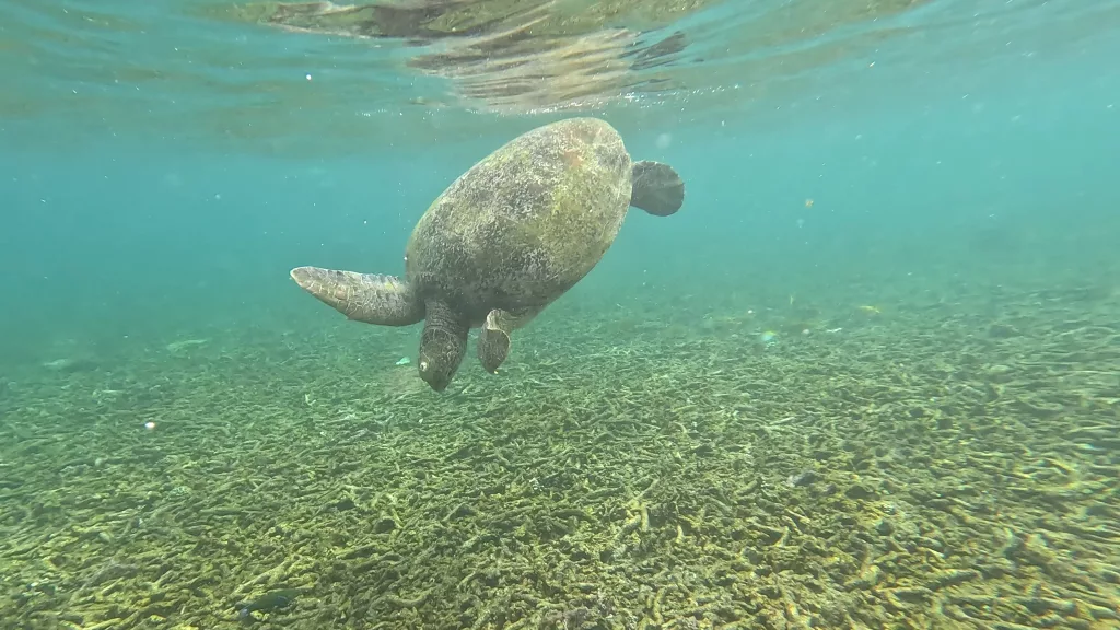 Sea turtle in Shark Bay, Koh Tao, Thailand