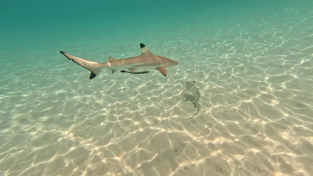Baby sharks at Ao Leuk Beach, Koh Tao, Thailand