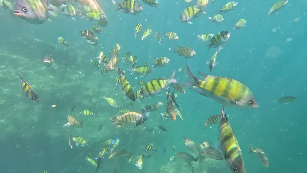 Colorful fish in the Andaman Sea, Thailand